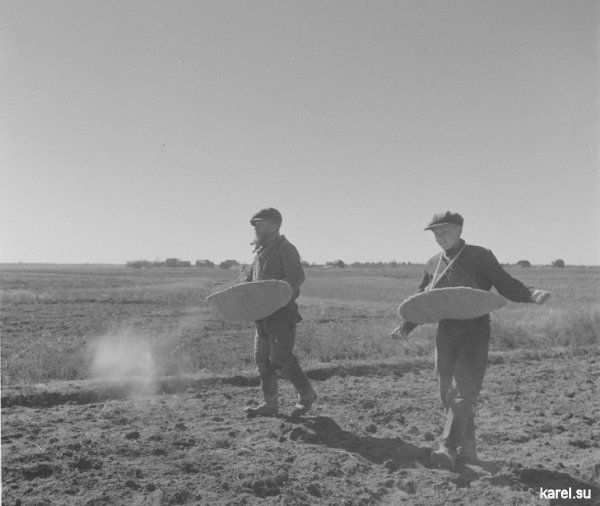 Keväisiä maanviljelystöitä Aunuksen suurella peltoaukealla: Vanha mies, vanha nainen, ja nuori poika heittämässä apulantaa pellolle. Riipuskala, Hittoila 1942.04.30