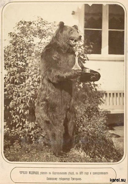 Чучело медведя, убитого в Каргопольском уезде в 1877 году и принадлежащего Олонецкому губернатору Григорьеву