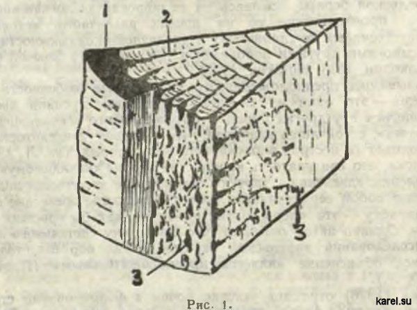 Карельская береза. Схема трех сечений: 1 — кора, вклинившаяся в область древесины; 2 — радиальные полоски деформированных тканей древесины; 3— они же на радиальном и тангентальном сечениях.