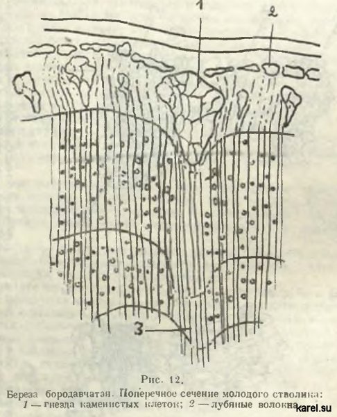 Береза бородавчатая. поперечное сечение молодого стволика: 1 — гнезда каменистых клеток; 2—лубяные волокна.