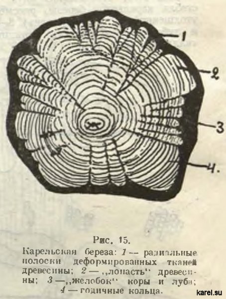 Карельская береза: 1 — радиальные полоски деформированных тканей древесины; 2—,,лопасть“ древесины; 3—„желобок" коры и луба; 4 — годичные кольца.
